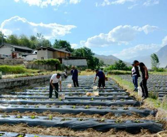 麗江市玉龍縣煙草抗旱項